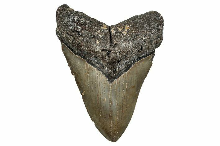 Fossil Megalodon Tooth - North Carolina #344072